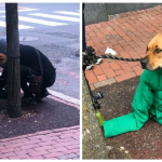 Woman gives her dog her jacket to keep him warm while he waits outside