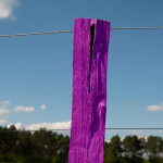 If you see a purple fence post, you need to know what it means