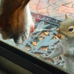 Squirrel knocks on family window every day: 8 years later they realize what she’s trying to show them