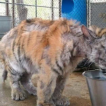 Neglected out of ignorance, tiger is rescued from circus – look at her miraculous transformation