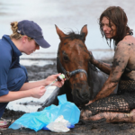 For 3 hours woman stays with trapped horse – then a farmer does everything he can to save its life