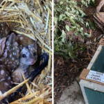 Gang finds unusually spiky creatures in nest – takes a closer look and jaws drop when they realize what kind of animals they are