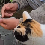 Mama cat places her dying kitten in man’s hands, receives a response she will never forget