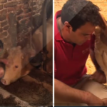 Bull was chained up his whole life – now watch when this animal hero cuts the lock