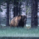 Chilling Last Words of Man and Girlfriend Eaten Alive by Bear on Camera