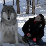 Giant wolf sits down next to woman in viral moment