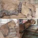 Circus held puma chained for years till things changed